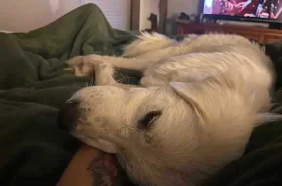 Help Find Bodie: Lost Great Pyrenees