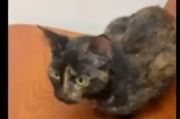 Found cat , photo: Found: Young Tortoise-Shell Cat in LA