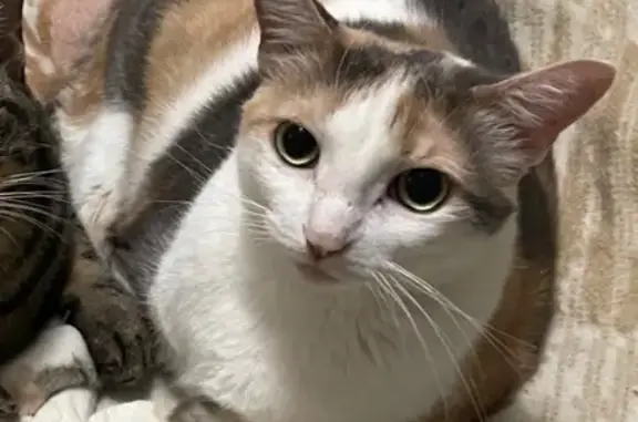 Lost Calico Cat on Mansfield Rd, Arlington