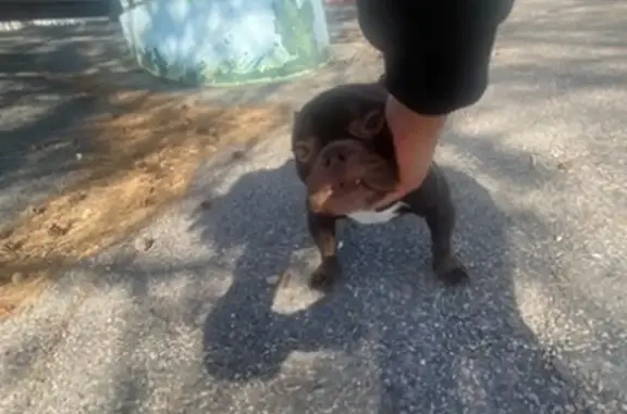 Help Find Shiva: Lost Pocket Bully in RI