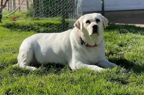Lost White Dog with Belly Growth - Portsmouth
