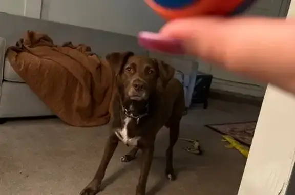 Missing dog , photo: Lost Dog: Brown Lenny in Glen Canyon
