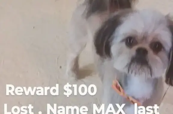 Lost Male Dog: White & Cream, 8 lbs