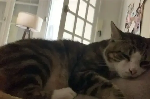 Chat perdu : Haku, craintif, Pau, Av. des Lilas - photo