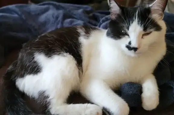 Chat noir et blanc perdu à Lézignan-Corbières - photo