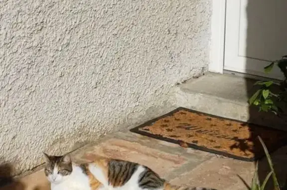 Chat perdu, Saint-Orens-de-Gameville, photo: Chatte Isabelle perdue à Saint-Orens