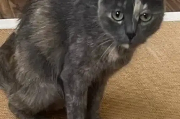 Chat trouvé Audincourt, photo: Chatte retrouvée amaigrie, maintenant en forme