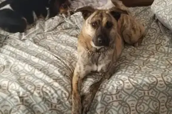 Lost Dog: Curled Tail & Tiger Coat