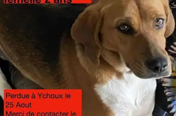 Chien perdu Ychoux, photo : Beagle tricolore perdue à Ychoux