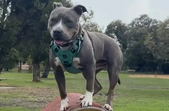 Lost Grey & White Staffy Near Lake Monger