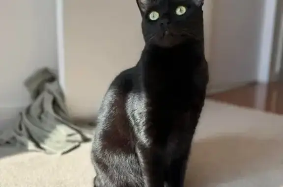 Lost Black Cat - Timid & Hides, Burbank St.