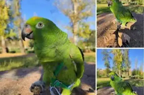 Lora Perdida: Luna, Verde con Frente Amarilla