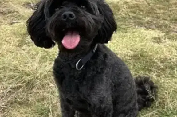 Missing dog Sydney, photo: Lost Cavoodle: Black & Grey, View St, Sydney