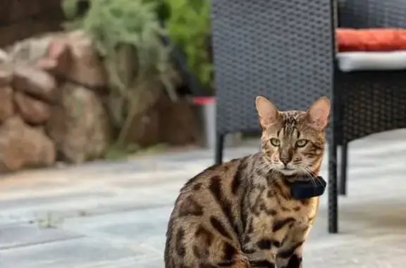 ¡Gato Perdido en Sant Esteve Sesrovires!