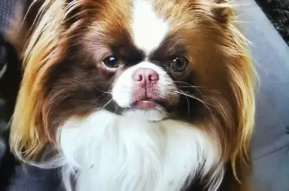 Chihuahua marron et blanc perdu Villevieille - photo