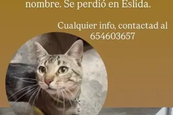 Gato Perdido en Eslida: Dócil y Sociable