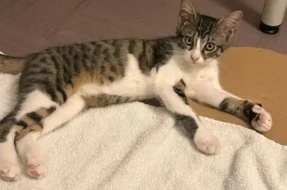 Chatte tigrée trouvée à Tassin - photo