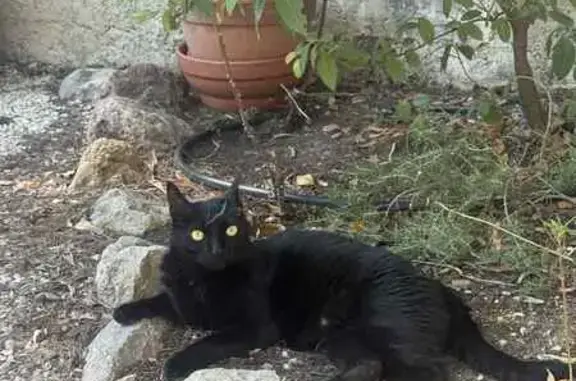 Animaux perdus Bandol, photo: Chat noire perdue à Bandol, aide demandée