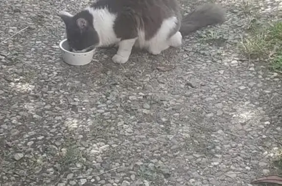 Chat trouvé , photo: Chat sociable trouvé à Olivet