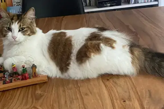 Chatte 3 ans perdue, blanche et rousse - photo
