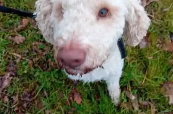 Chien perdu Montauban, photo : Chien mâle beige 5 ans perdu à Montauban