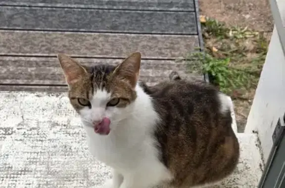 Animaux trouvés La Ravoire, photo: Chat trouvée sociable, Rue Lamartine 4