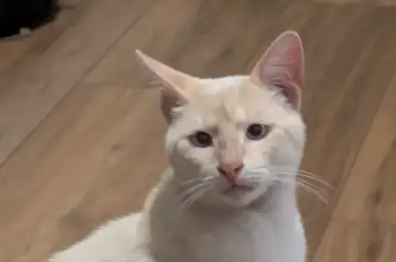 Animaux trouvés Limoges, photo: Chat blanc-crème trouvé à Limoges