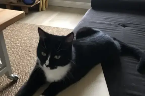 Chat noir et blanc perdu à Condé-sur-Noireau - photo