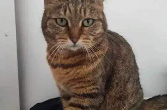 Animaux perdus Château-Thierry, photo: Chienne perdue dans Les Chesneaux
