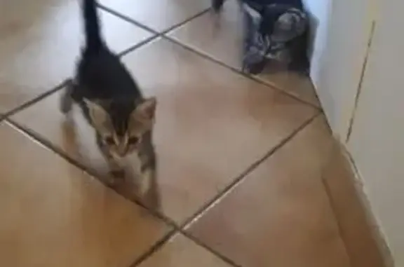 Chatons tigrés perdus à Amilly - photo
