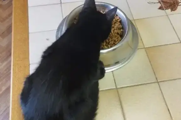 Chaton noir sociable trouvé à Liverdun - photo