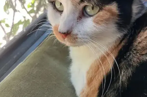 Chat perdu, Barbâtre, photo: Jeune chatte tigrée perdue à Barbâtre