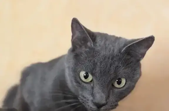 Animaux perdus , photo: Chat grise perdue à Vesoul