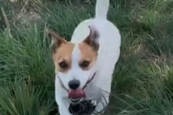 Animaux perdus , photo: Jeune Jack Russel perdu à Vire Normandie