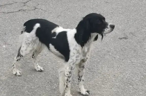 Perro encontrado , foto: Perro Moteado Blanco y Negro Hallado en Ripollet