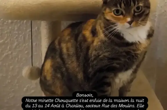 Chatte perdue à Charlieu, Rue des Moulins - photo
