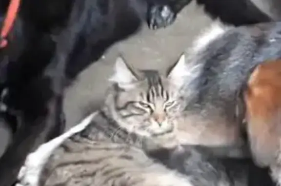 Animaux perdus Bourg-Saint-Maurice, photo: Chat tigré perdu, Route des Outremonts