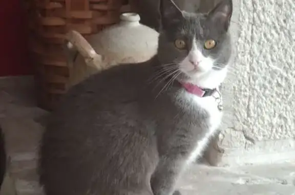 Chat perdu, Nouvelle-Aquitaine, photo: Chatte grise perdue, collier rose, craintive