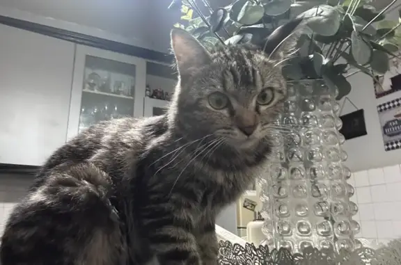Lost Grey Cat: Marble Markings in Bedok