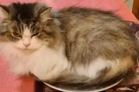 Animaux perdus , photo: Chat persan croisé Ragdoll perdu 