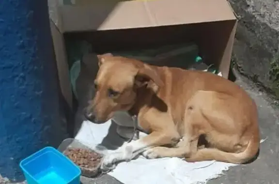 cachorro encontrada