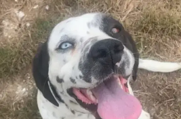 Missing dog , photo: Lost Dogs Lexi & Bella: Help Us Find Them!