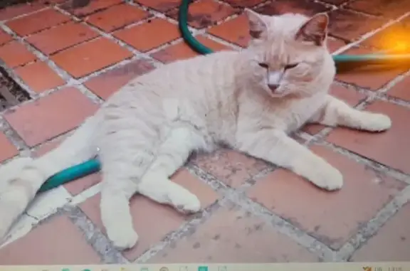 Animaux perdus Cormeray, photo: Chat beige roux perdu à Cormeray