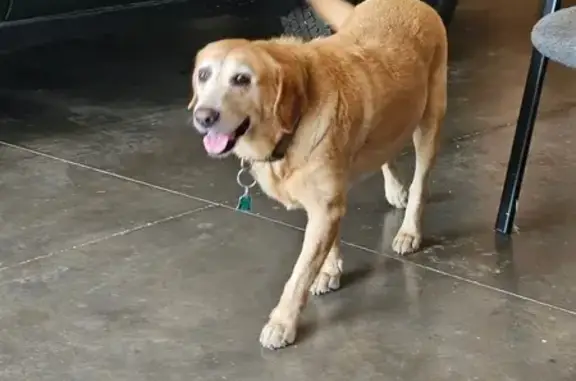 Lost Yellow Lab in Magnolia, KY - Cash Reward!