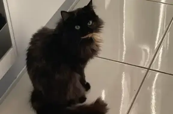 Lost Cat Alert: Bridgman Rd, Singleton