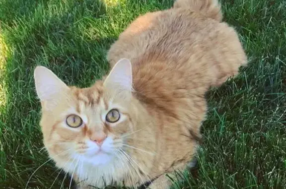 Missing cat Ohio City, photo: Lost Indoor Cat with Asthma in Grove City