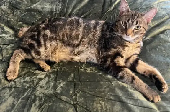 Lost Cat: Striped Bobtail on Johnson St