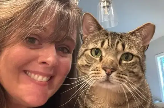 Lost Tabby Cat 'Einstein' in Cannon Ridge