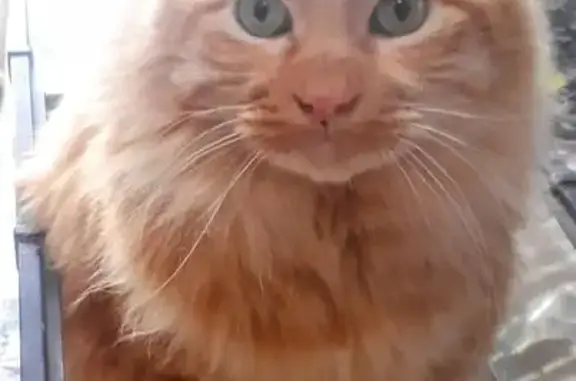 Chat roux perdu à Colomiers, aide recherchée - photo