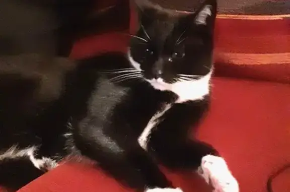 Chat perdu : Gabin, 12 ans, Bully-les-Mines - photo